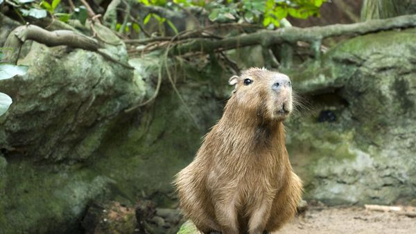 Fakta Kapibara, Marmut Raksasa yang Jago Berenang