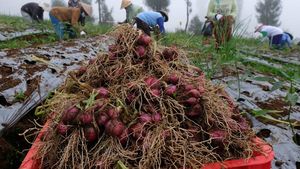 Panen Bawang Merah di Lereng Gunung Sindoro