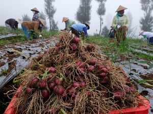 Panen Bawang Merah di Lereng Gunung Sindoro