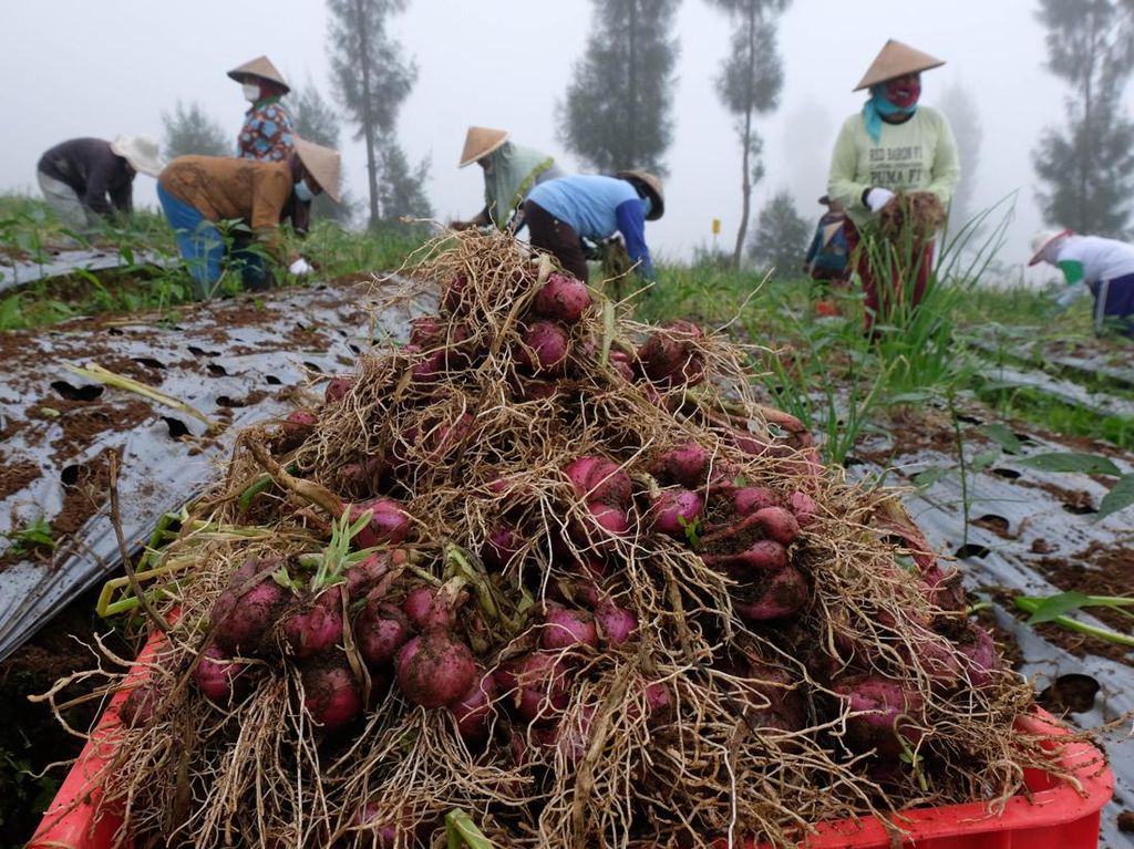 Panen Bawang Merah di Lereng Gunung Sindoro Panen Bawang Merah di Lereng Gunung Sindoro