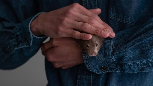 Tanda hamster stres juga bisa muncul karena manusia terlalu sering berinteraksi dengan teman kecil ini.