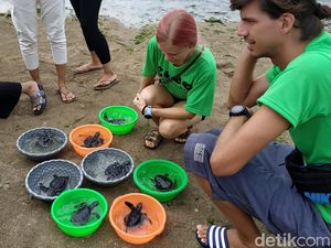 Melihat Momen Pelepasliaran Anak Penyu di Pantai Bali Melihat Momen Pelepasliaran Anak Penyu di Pantai Bali