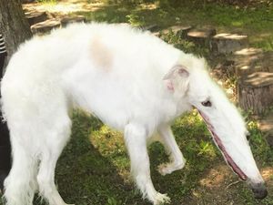 Jepretan Kocak Mode Panorama Hewan yang Gagal