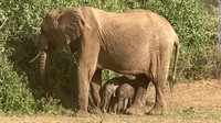 Potret Bayi Gajah Kembar yang Bertahan Hidup di Taman Safari Kenya