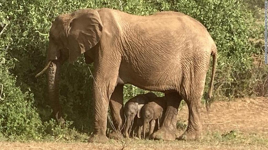 Potret Bayi Gajah Kembar yang Bertahan Hidup di Taman Safari Kenya Potret Bayi Gajah Kembar yang Bertahan Hidup di Taman Safari Kenya