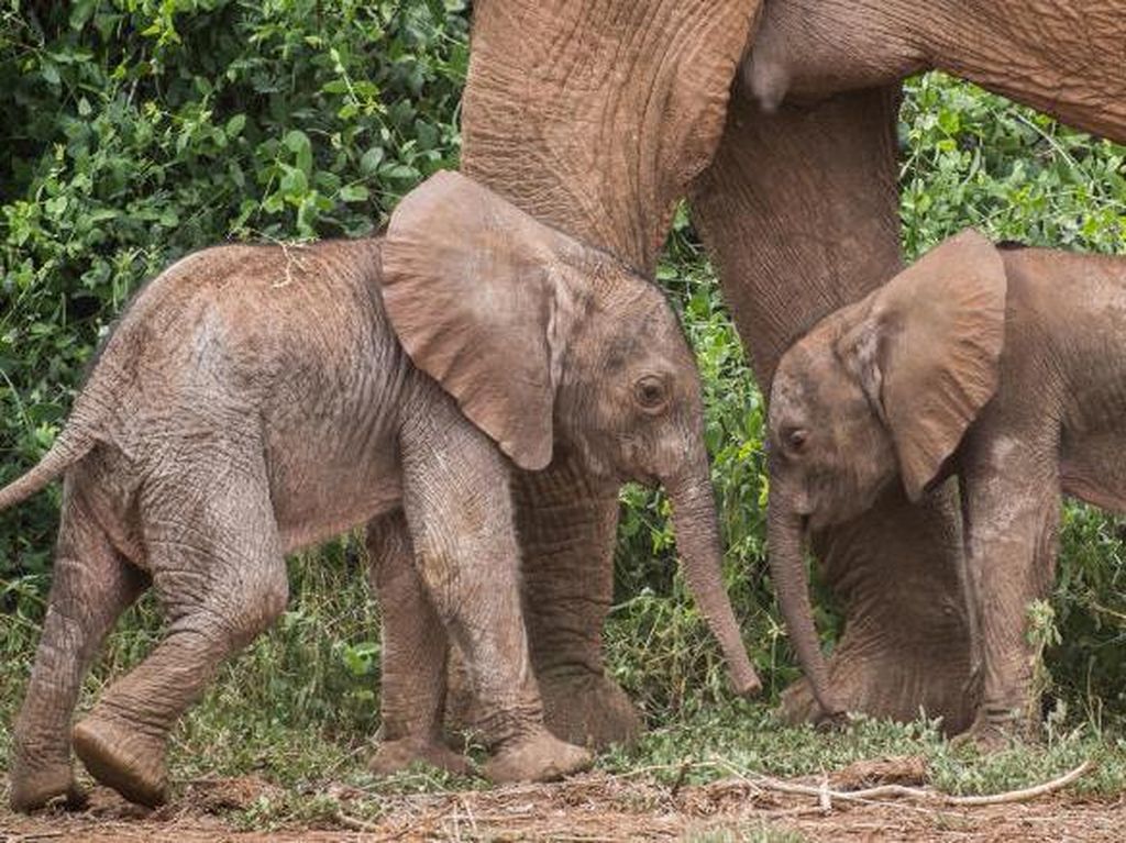 Baru Lahir, Gajah Kembar di Kenya Harus Hadapi Kerasnya Dunia