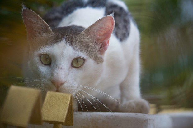 Ilustrasi kucing sedang waspada ketika mendengar suara/Foto: Pexels/Suriyanathan