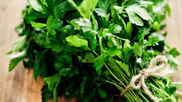 Herb: Bunch of italian parsley.