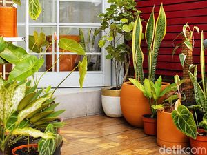 Seberapa Penting Punya Taman di Rumah? Ketahui Dulu Manfaatnya Seberapa Penting Punya Taman di Rumah? Ketahui Dulu Manfaatnya