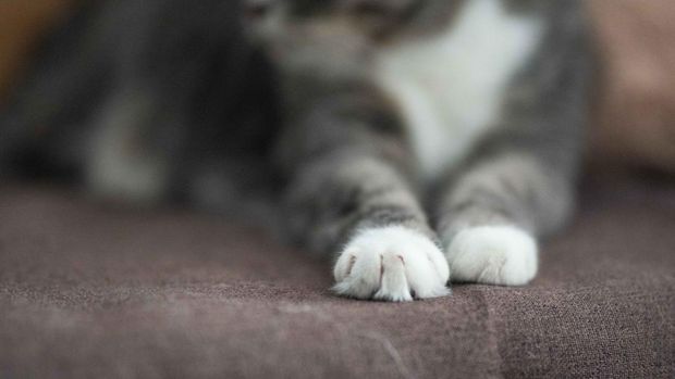 Ilustrasi telapak kucing yang sedang memijat/Foto: Pexels/Cats Coming