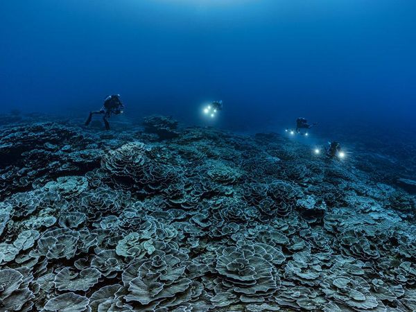 Peneliti Temukan Bentangan Terumbu Karang Langka Berbetuk Mawar