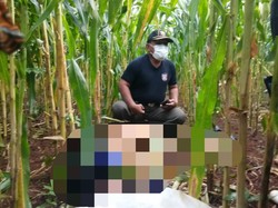 Warga Lamongan Temukan Mayat Pria di Kebun Jagung