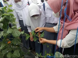Serunya Memanen Melon dari Kebun Garapan Petani Milenial Tasikmalaya