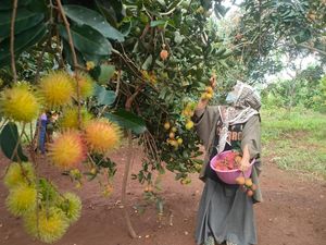 Mau Piknik Murah Meriah Bersama Keluarga, Wisata Petik Rambutan Solusinya Mau Piknik Murah Meriah Bersama Keluarga, Wisata Petik Rambutan Solusinya