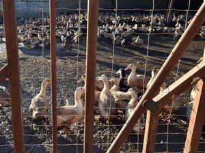 Prancis Musnahkan 1 Juta Unggas Gegara Flu Burung