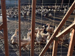 Prancis Musnahkan 1 Juta Unggas Gegara Flu Burung