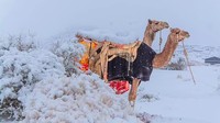 Cantiknya Salju Langka Selimuti Gurun Sahara