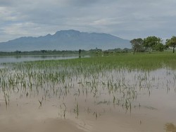 Banjir di Permukiman Kediri Surut, Tapi Ratusan Hektare Sawah Masih Terendam