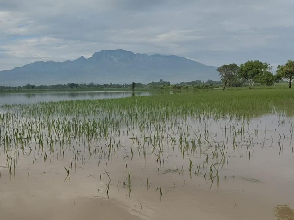 Banjir di Permukiman Kediri Surut, Tapi Ratusan Hektare Sawah Masih Terendam