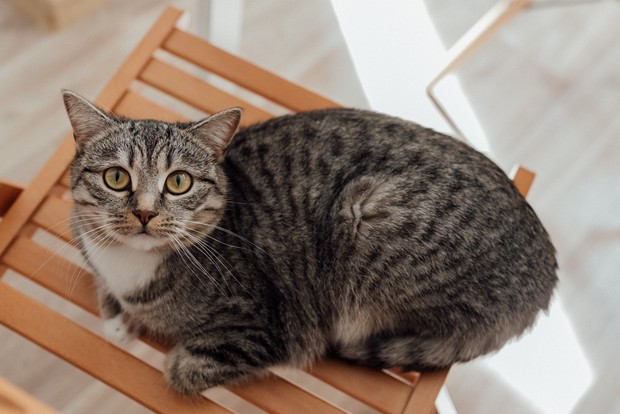 Tatapan tanpa kedipan yang membuatmu terpanah/Foto: Pexels/Arina Krasnikova