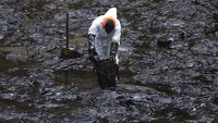Perjuangan Bersihkan Laut Peru dari Minyak Imbas Bencana di Tonga