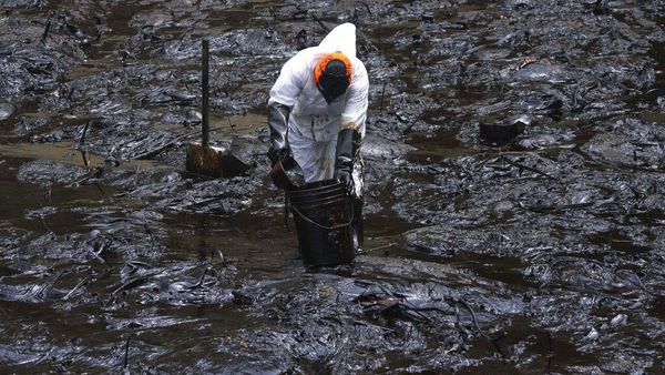 Perjuangan Bersihkan Laut Peru dari Minyak Imbas Bencana di Tonga
