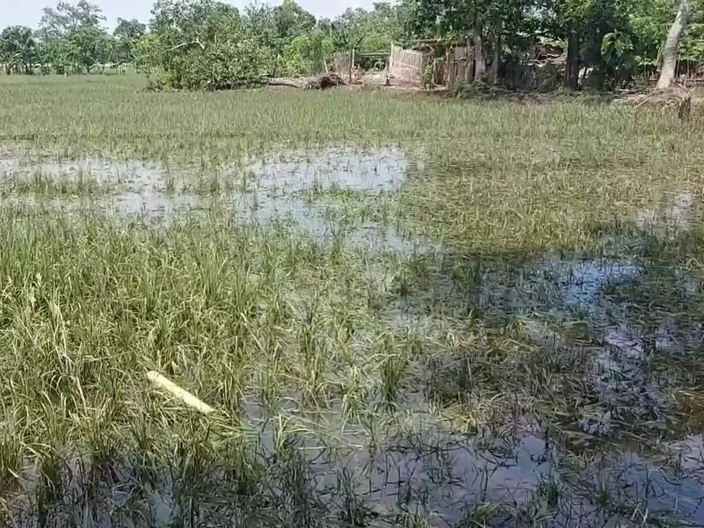 125 Hektare Sawah di Desa Rejoso Lor Pasuruan Rusak Dampak Banjir