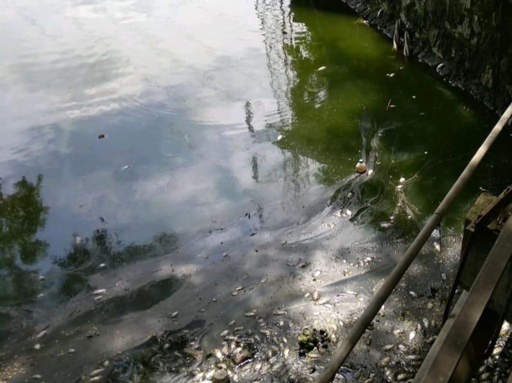 Ribuan Ikan di Waduk Kawasan Rungkut Industri Ditemukan Mati