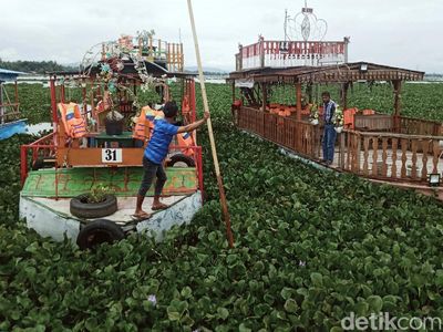 Eceng Gondok Selapangan Bola Penuhi Rawa Jombor Klaten