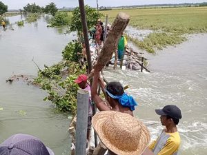 Tanggul Jebol, 300 Hektare Sawah Siap Panen di Bojonegoro Terancam Rusak