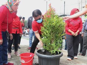 Rayakan HUT PDIP, Basarah Lakukan Gerakan Tanam 150.000 Pohon
