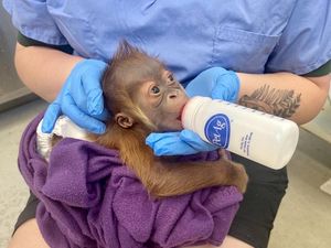 Laktasi Induk Bermasalah, Bayi Orangutan Ini Nyusu Botol