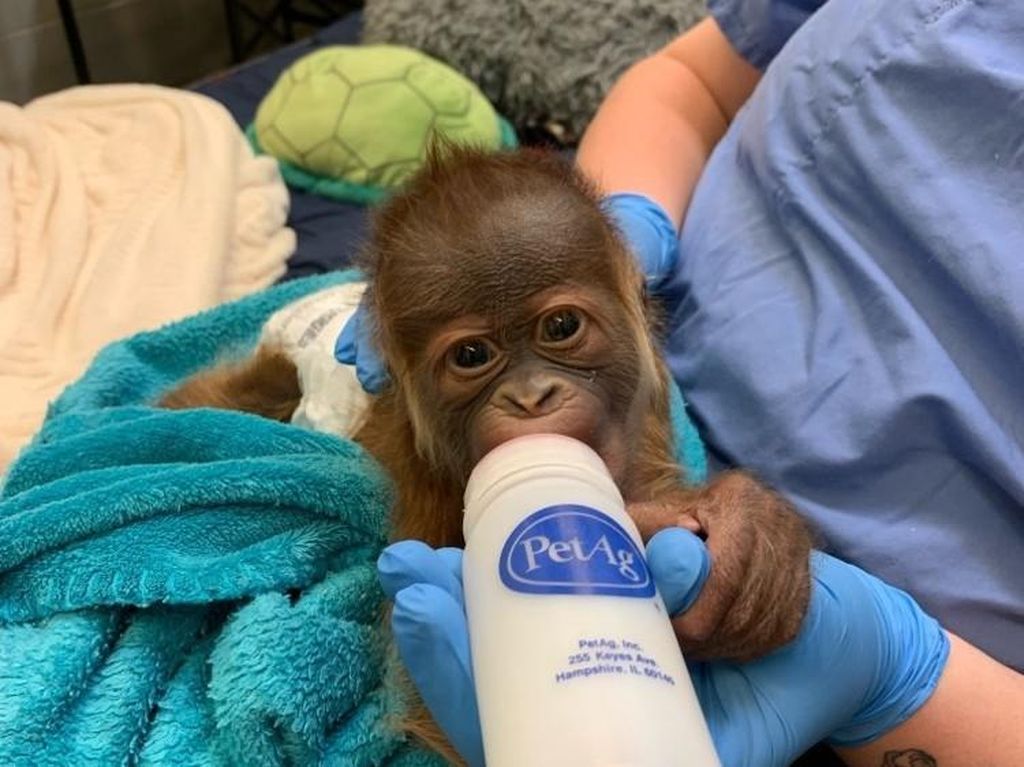 Bayi Orang Utan Minum Susu Botol, Kera-kera Lain Jadi Tertarik Bayi Orang Utan Minum Susu Botol, Kera-kera Lain Jadi Tertarik