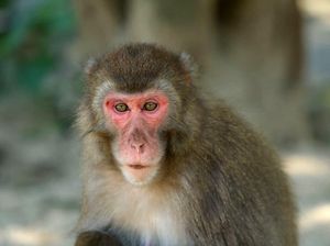 Ada Monyet Menggila, Jadi Buruan Warga Satu Kota di Jepang
