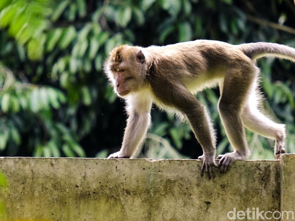 Hati-hati! Marak Monyet Menyeberang Jalan di Jalur Pantai Gunungkidul