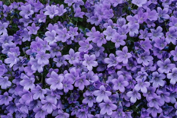 Lilac/Foto: Pexels.com/Ellie Burgin