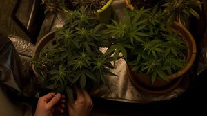 Negara Mungil Ini Legalkan Ganja untuk Kebutuhan Pribadi