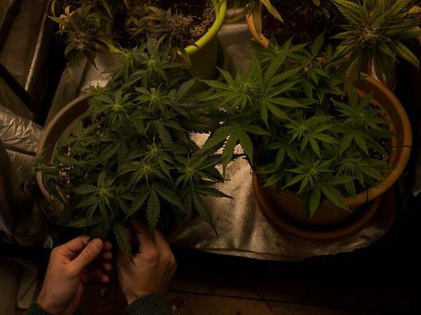Negara Mungil Ini Legalkan Ganja untuk Kebutuhan Pribadi