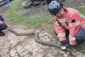 Meresahkan! Ular Sanca Tiga Meter Ditangkap Petugas Damkar Ciamis