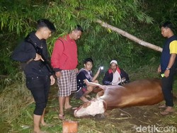 Hilang Dicuri Sepekan, Sapi Rp 20 Juta Milik Warga Probolinggo Ditemukan