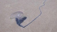 Teror Makhluk Alien di Pantai Australia