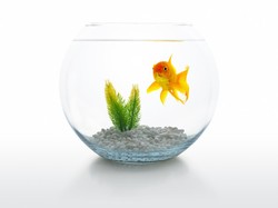 Bikin Ikan Cepat Mati, Akuarium Mangkuk Dilarang di Prancis