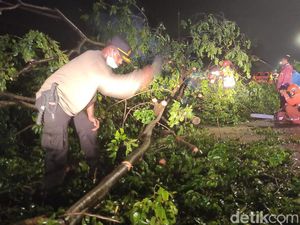 Pohon Tumbang di Sidoarjo Tewaskan Seorang Pengendara Motor