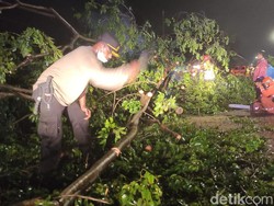 Pohon Tumbang di Sidoarjo Tewaskan Seorang Pengendara Motor