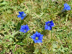 Bunga Paling Pemalu di Dunia Ditemukan di Tibet