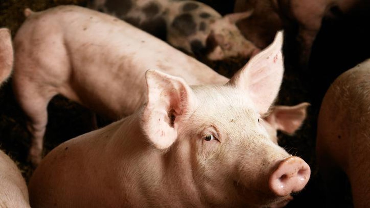 Ilustrasi babi. (Foto: iStock)