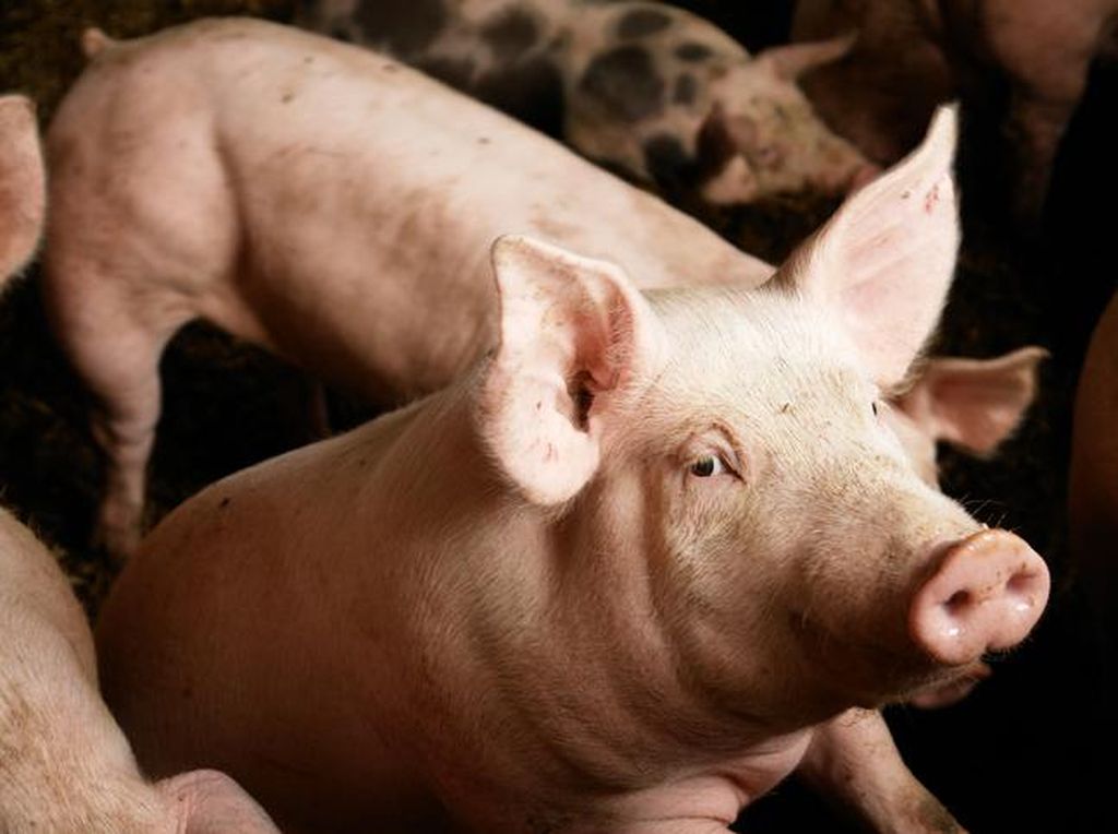 Ngawur! Harga Kedelai Meroket Bukan Salah Babi di China