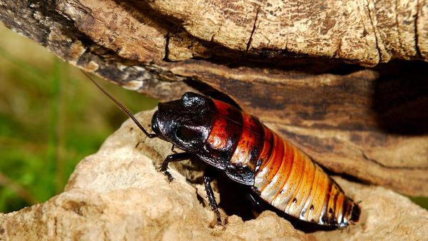 Kenalan dengan Kecoa Terbesar di Dunia, Kecoa Madagaskar
