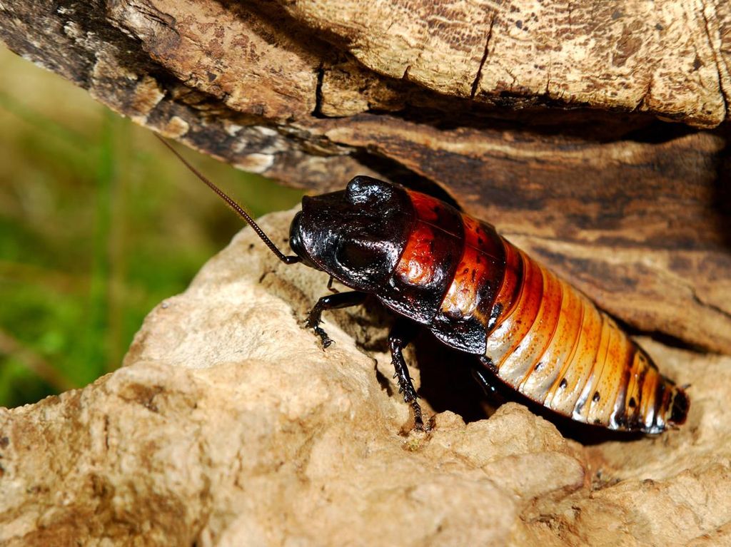 Kenalan dengan Kecoa Terbesar di Dunia, Kecoa Madagaskar Kenalan dengan Kecoa Terbesar di Dunia, Kecoa Madagaskar