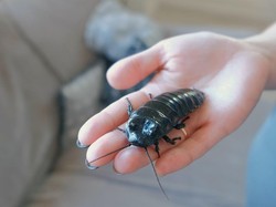 Metamorfosis Kecoa Tidak Sempurna? Begini Penjelasannya